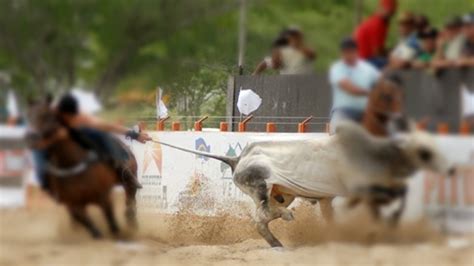 Lei Que Reconhece A Vaquejada Como Patrim Nio Cultural