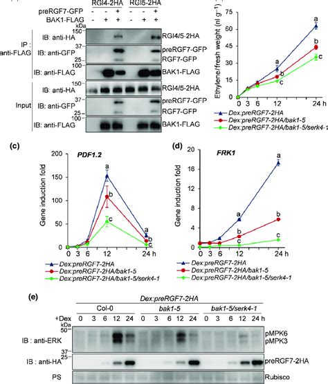 The Somatic Embryogenesis Receptor Kinases Serks Bak And Serk Act