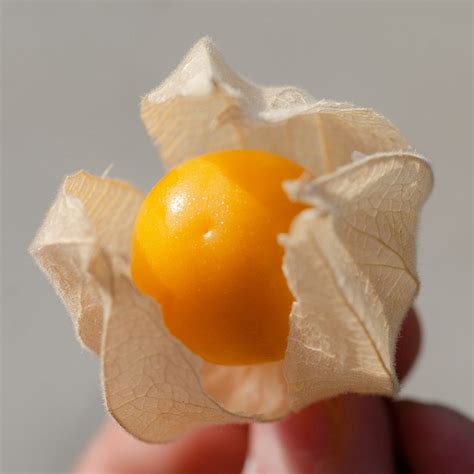 Graines de Coqueret du PérouPhysalis edulis en sachet de 600 graines