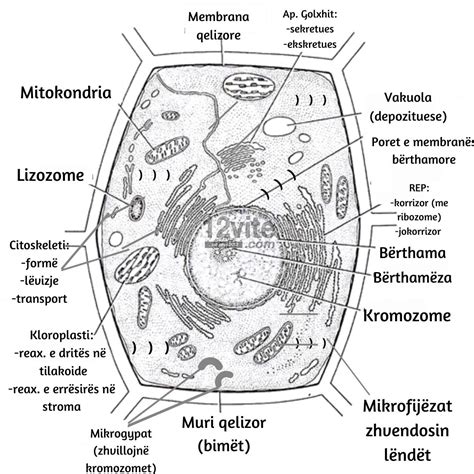 4. Gjallesat prokariote dhe eukariote | Biologjia për Maturën Shtetërore