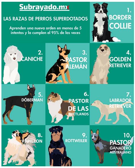Subrayado - Conoce las 10 razas de perros más inteligentes ¿Tienes