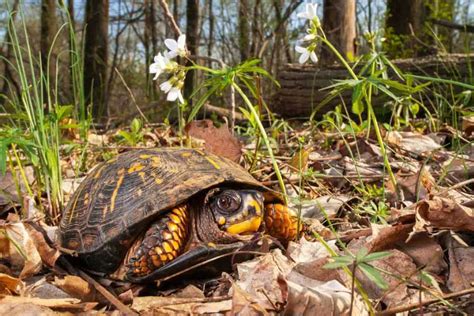 Box Turtle Habitat: How To Setup An Indoor Outdoor, 44% OFF