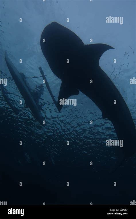 Whale shark silhouette hi-res stock photography and images - Alamy