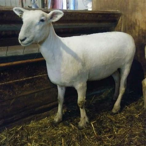 Yearling Ewe Southdown Yearling Goats Lamb Sheep Animals Animales