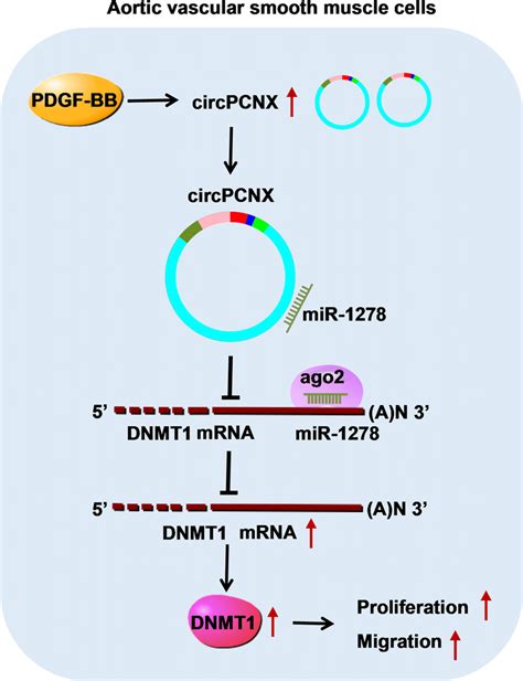 Schematic Diagram Of How Circpcnx Promotes Pdgf Bb Induced Ha Vsmc