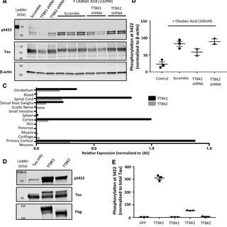 TTBK1 Demonstrates Greater Phosphorylation Of Tau At The Pathological