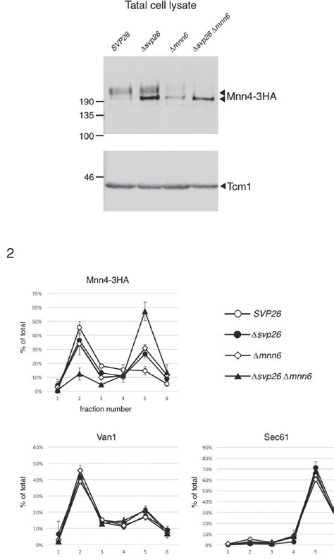 Figure From Identification Of Essential Biosynthetic Genes And A True