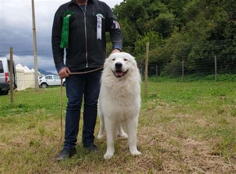 Maschi Allevamento Del Velino Sirente Cani Da Pastore Maremmano