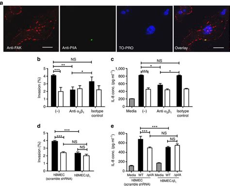 Pila Interacts With Integrins To Promote Bacterial Penetration And