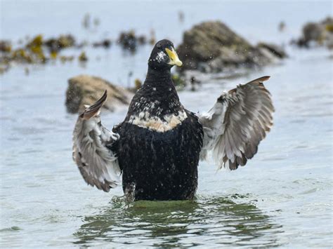 Wednesday 28th June 2023 Cornwall Birds CBWPS