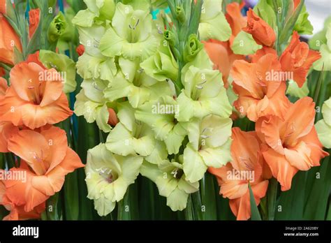 Gladiolus Prima Verde And Gladiolus Prince Of Orange Cut Gladioli