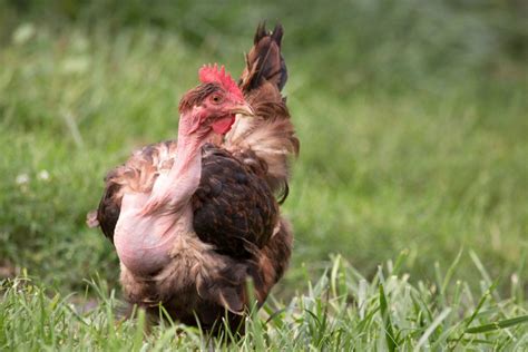 Turken Naked Neck Chicken Breed Guide Eco Peanut