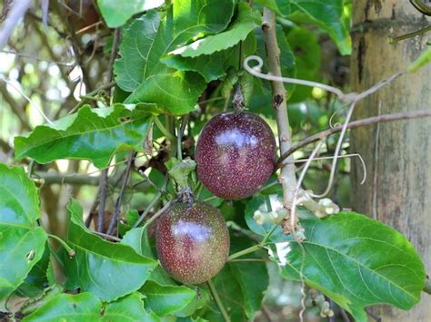 How To Grow Passion Fruit Passion Fruit Growing Tips How To Home Gardening Growing Tips