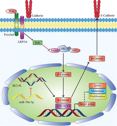 Frontiers The Key Role Of Microrna In The Cancer Development