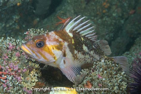 Copper Rockfish Pictures - images of Sebastes caurinus