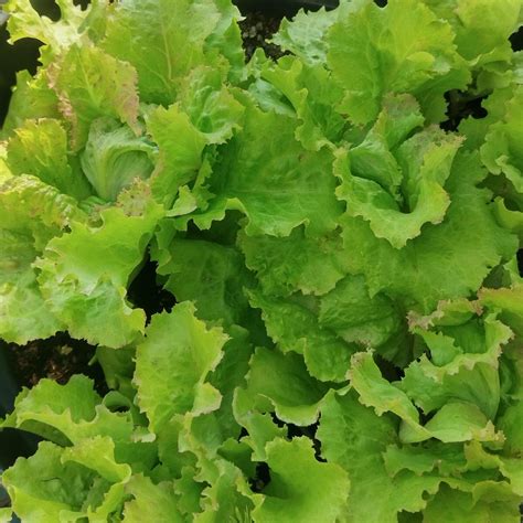 Bataviasalat Grazer Krauthäuptel Lactuca sativa Bio Saatgut