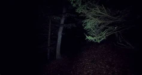 Creepy Forest Night