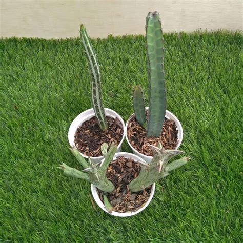 Kaktus Sukulent Paket Jenis Euphorbia Free Pot Putih Lazada