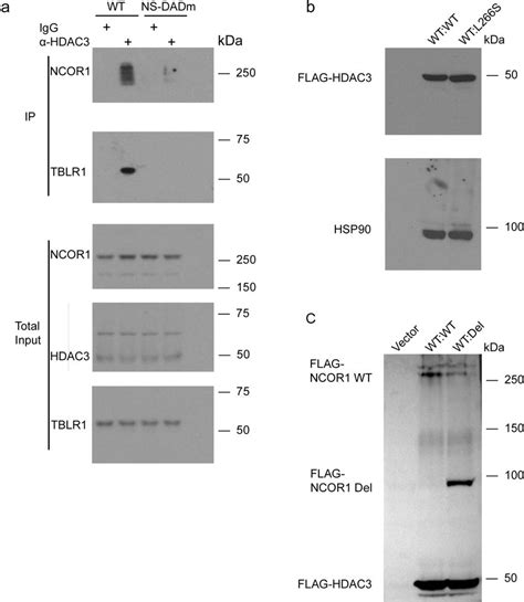 Original Western Blots A Original Western Blot Of Proteins Associated