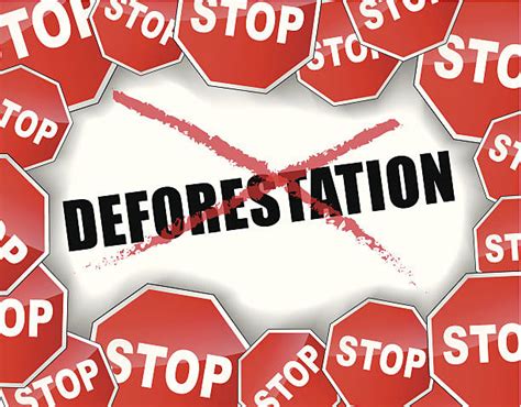 Royalty Free Deforestation Clip Art Vector Images And Illustrations Istock