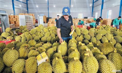 Vietnamese Fruit And Vegetable Exports Poised To Hit Record 7bln