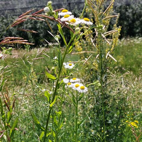 Photo Tall Fleabane Erigeron Annuus