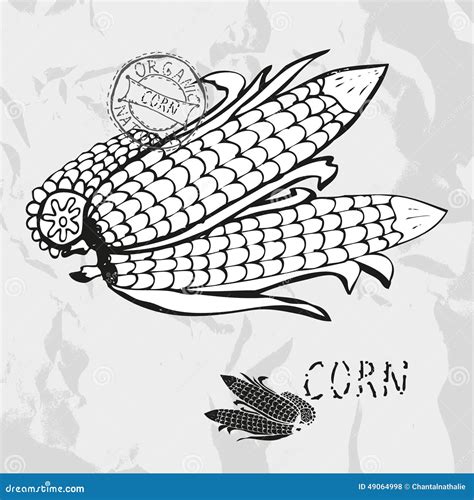 Hand Drawn Corns Stock Vector Illustration Of Cooking 49064998