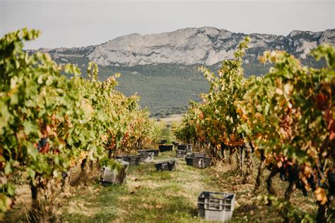 Rutas del vino en Rioja Alavesa región para enoturismo