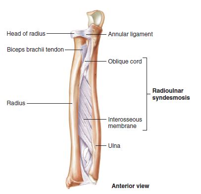 The Forearm Cubital Fossa UL Practical 3 Flashcards Quizlet