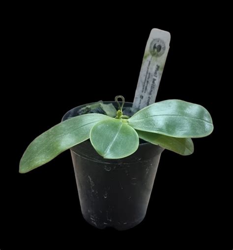 Phalaenopsis Bellina Coerulea Actabotanica Br