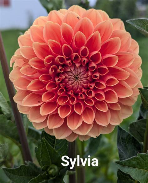 Sylvia dahlia tuber – White River Acres