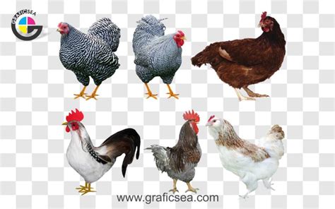 Different Breeds Of Hen PNG Images Pack Free Download | Graficsea