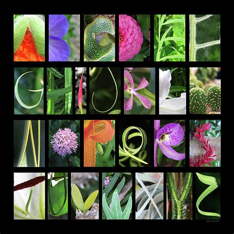 Nature Alphabet 2 By Laila Kujala