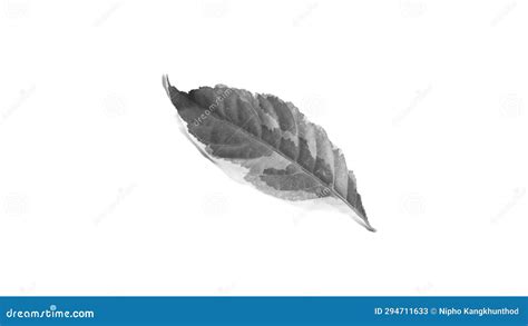 Leaves Caricature Plant Graptophyllum Pictum L Griff Black And