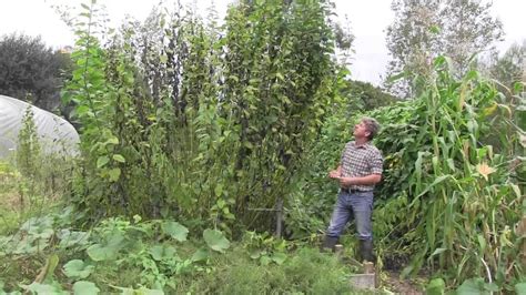 Jerusalem Artichoke Growing Conditions - Taka Vegetable