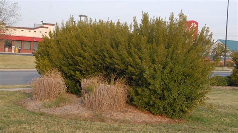 Wax Myrtle Morella Cerifera Grand Strand February Plant Of The