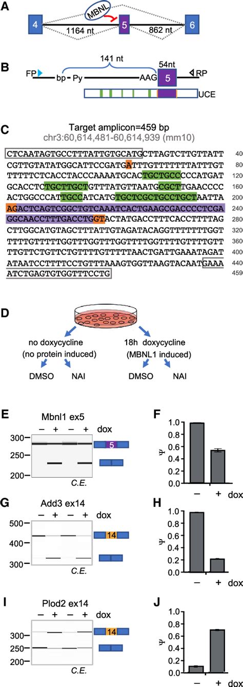 Experimental Design To Study Autoregulation Of MBNL1 Exon 5 In Mbnl1