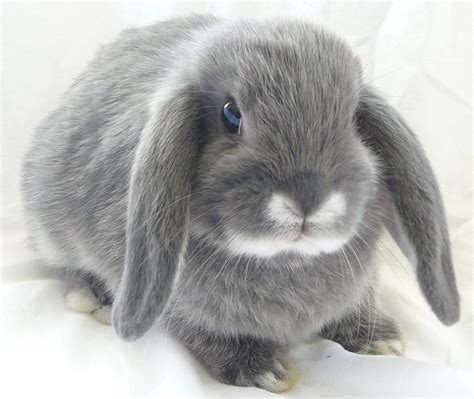 Rabbits For Sale Droopy Ears Rabbitry Rabbits For Sale Rabbit