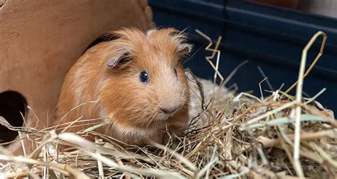 Guinea Pig Care: A Beginners Guide - Vys Vet Leno