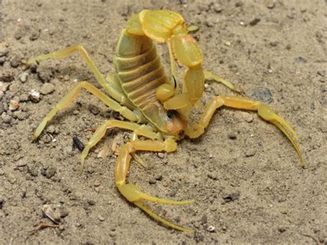 Виды скорпионов: 🦂 фото с названиями и описанием. Ареал обитания ...