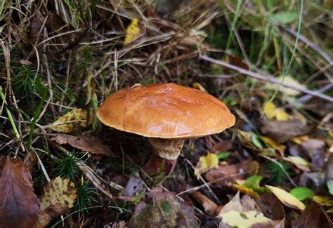 A few Bolete species, and Evening Primrose on my wall this afternoon