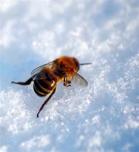 Where Do Insects Go In Winter