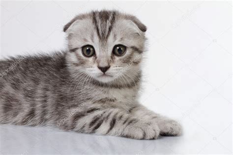 Fluffy kittens — Stock Photo © aurora #3463978