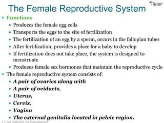 Female Reproductive System