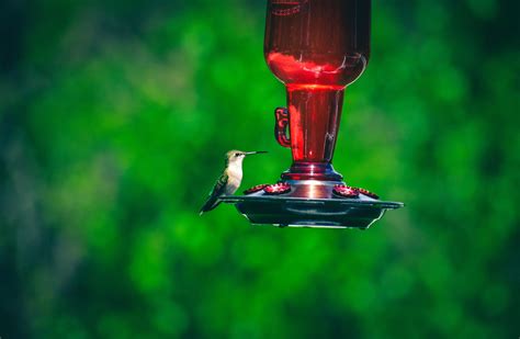 Red Glass Bottle · Free Stock Photo