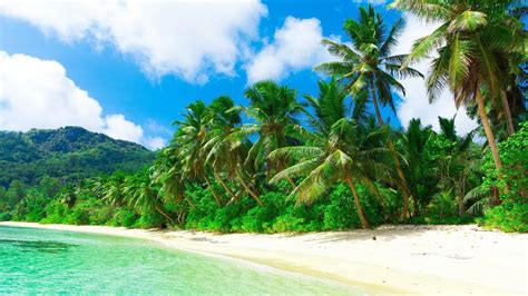 771806 Tropics Sea Beach Palms Rare Gallery HD Wallpapers