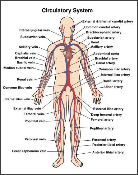 Major Arteries Of The Body Worksheet