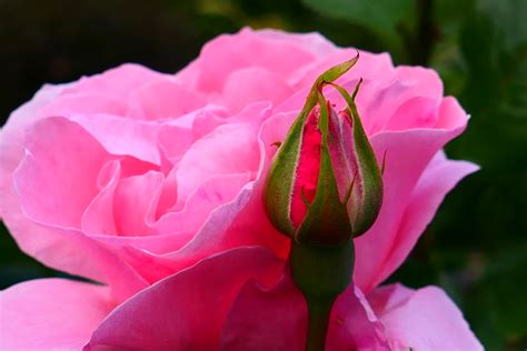 Gartenrosen Rosenbl Ten Cagala Martin Flickr