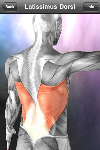 Learn Muscles: Anatomy Review - EducationalAppStore