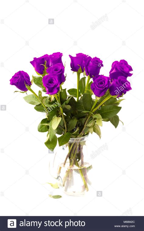 Beautiful Purple Roses On A White Background Stock Photo Alamy